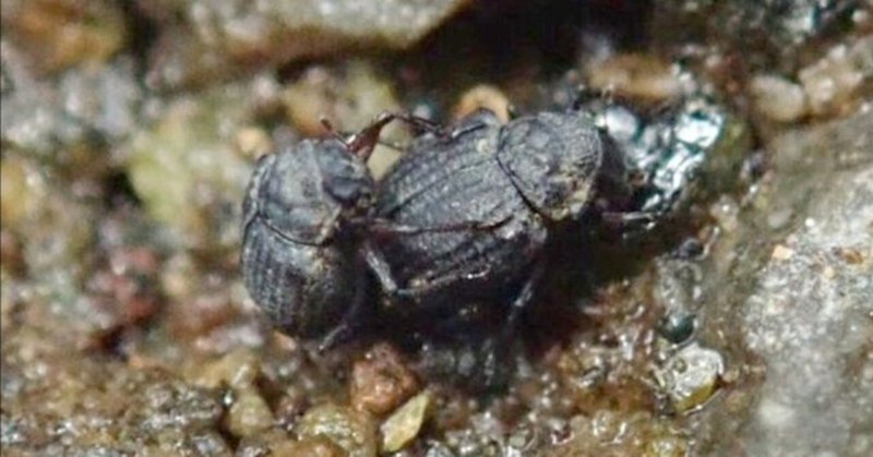 大人がハマる昆虫研究 - 水生甲虫｜hydraenids｜note