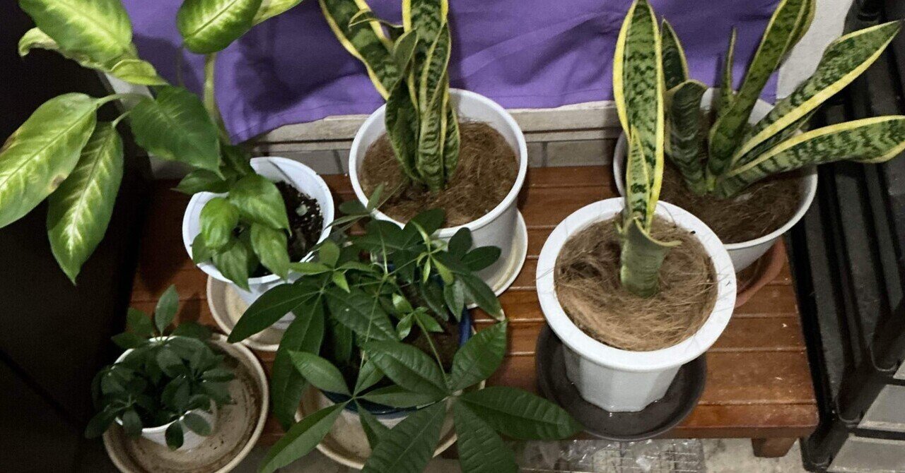 その他観葉植物 Nao 観葉植物 ドラセナ ソング オブ ジャマイカ 10号 エコストーン