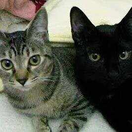 ちぇしゃのお茶会