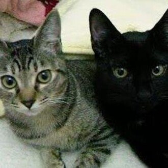 ちぇしゃのお茶会