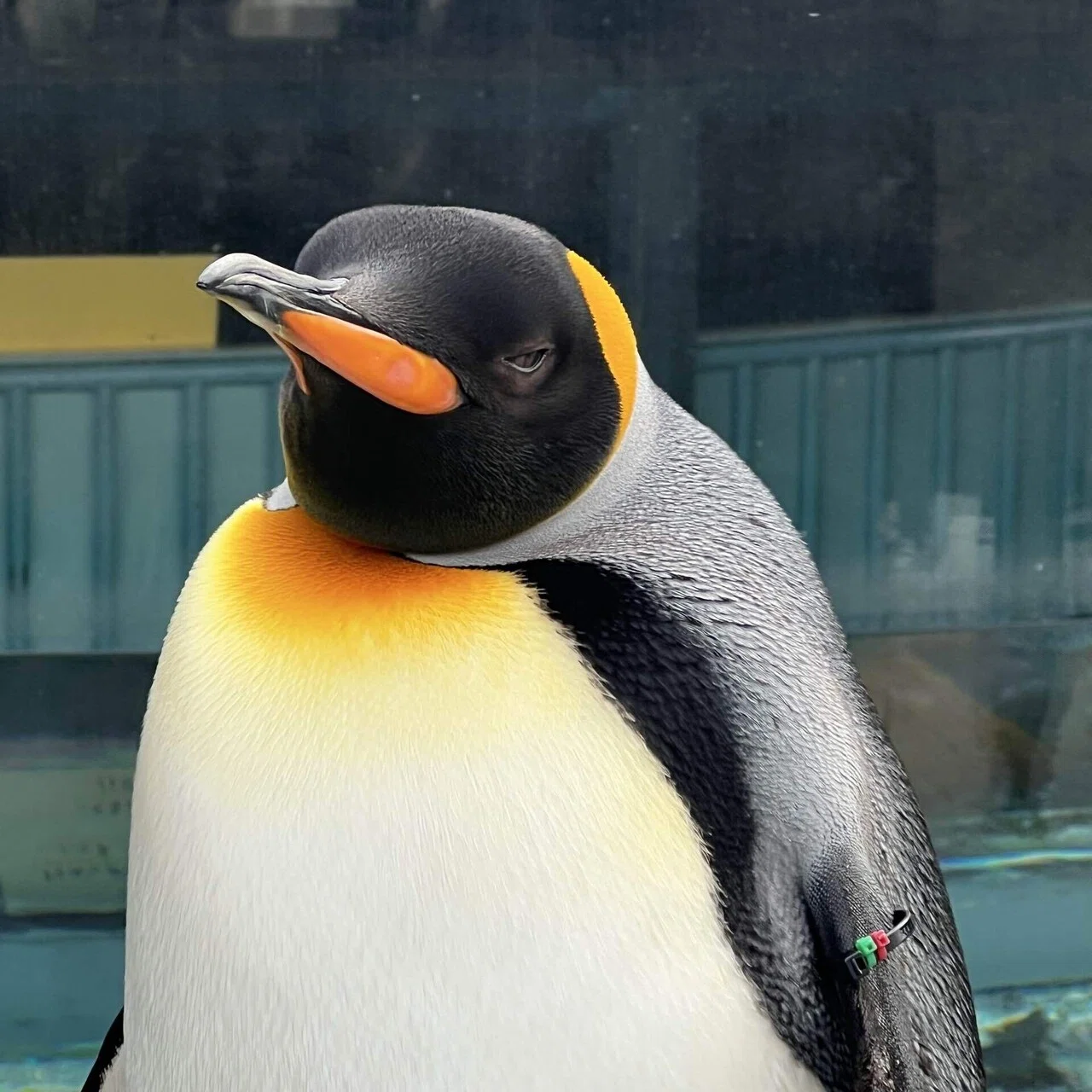 🐧キングペンギンの黒い瞳、深海200メートル｜旭山動物園──Surf