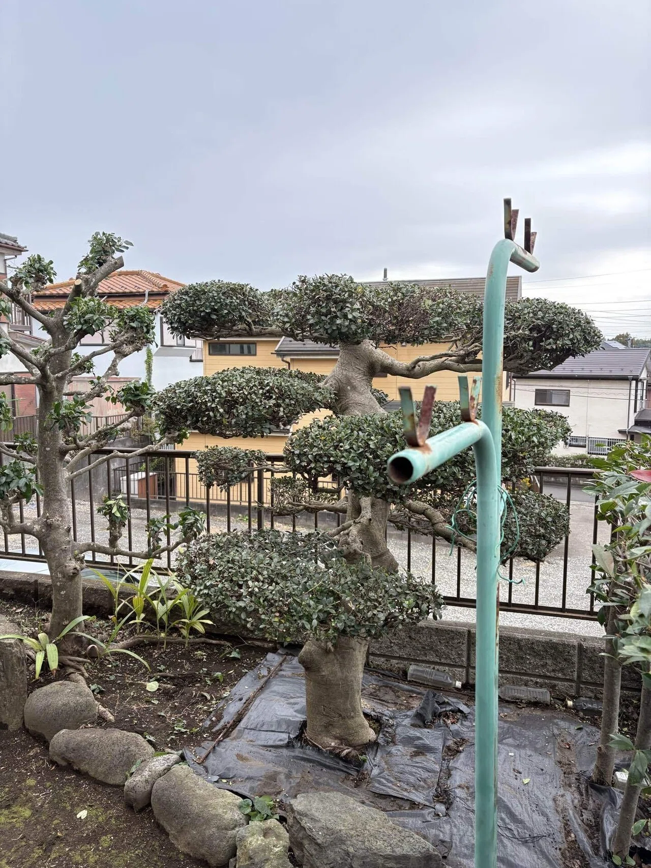 高く なり すぎ た 木 剪定