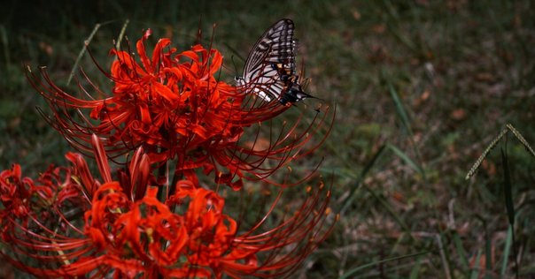 フィルムカメラ】BABYLON.4 四つ目の個性派トイカメラ｜Shinozaki K.