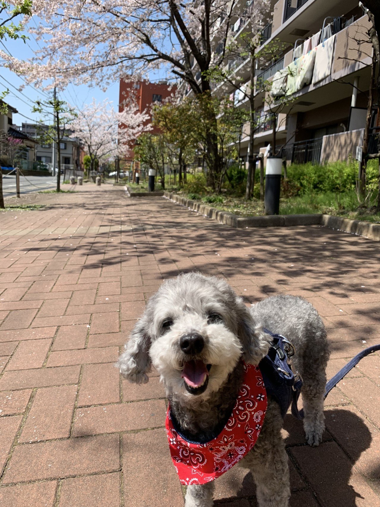桜散る 若草色に 衣替え にこまる心の俳句 友蔵さんが心の師匠 桜も 散り始めたけど 綺麗な黄緑色 に着替えた桜木も キラキラ綺麗だよね 強い生命を感じるよ にこまる Note 桜散る 若草色に 衣替え にこまる心の俳句 友蔵さんが心の師匠 桜も 散り始めたけど 綺麗な黄緑色 に着替えた桜木も キラキラ綺麗だよね 強い生命を感じるよ にこまる Note