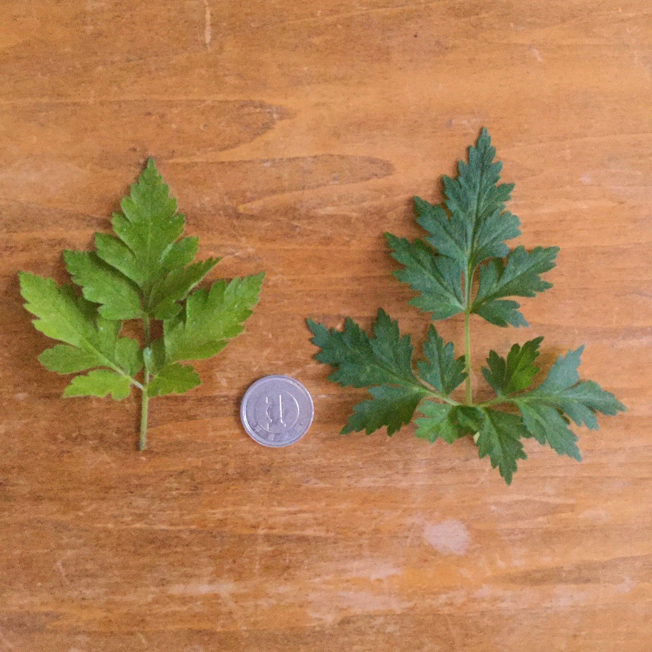 野草食日記 193 里山散歩と山のハーブ なな艸 Note 野草食日記 193 里山散歩と山のハーブ なな艸 Note