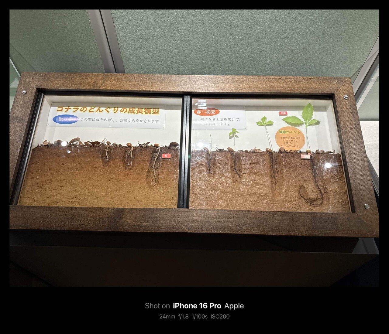 どんぐり－魅力に はまって さぁたいへん♪－ 茨城自然博物館 / What a