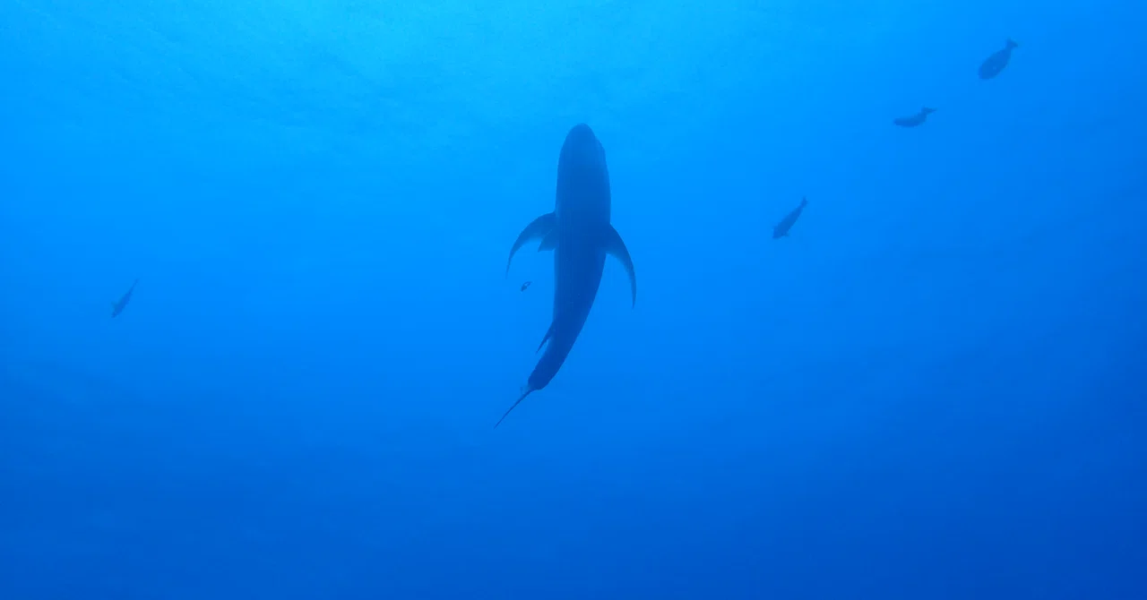 母島のロックショアおすすめの装備｜漂流アングラー日記