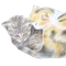 ゆりそら