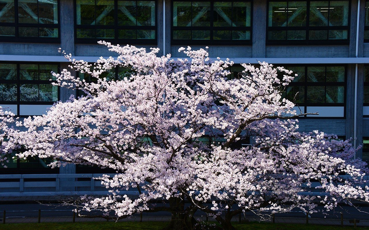 桜sakura_B