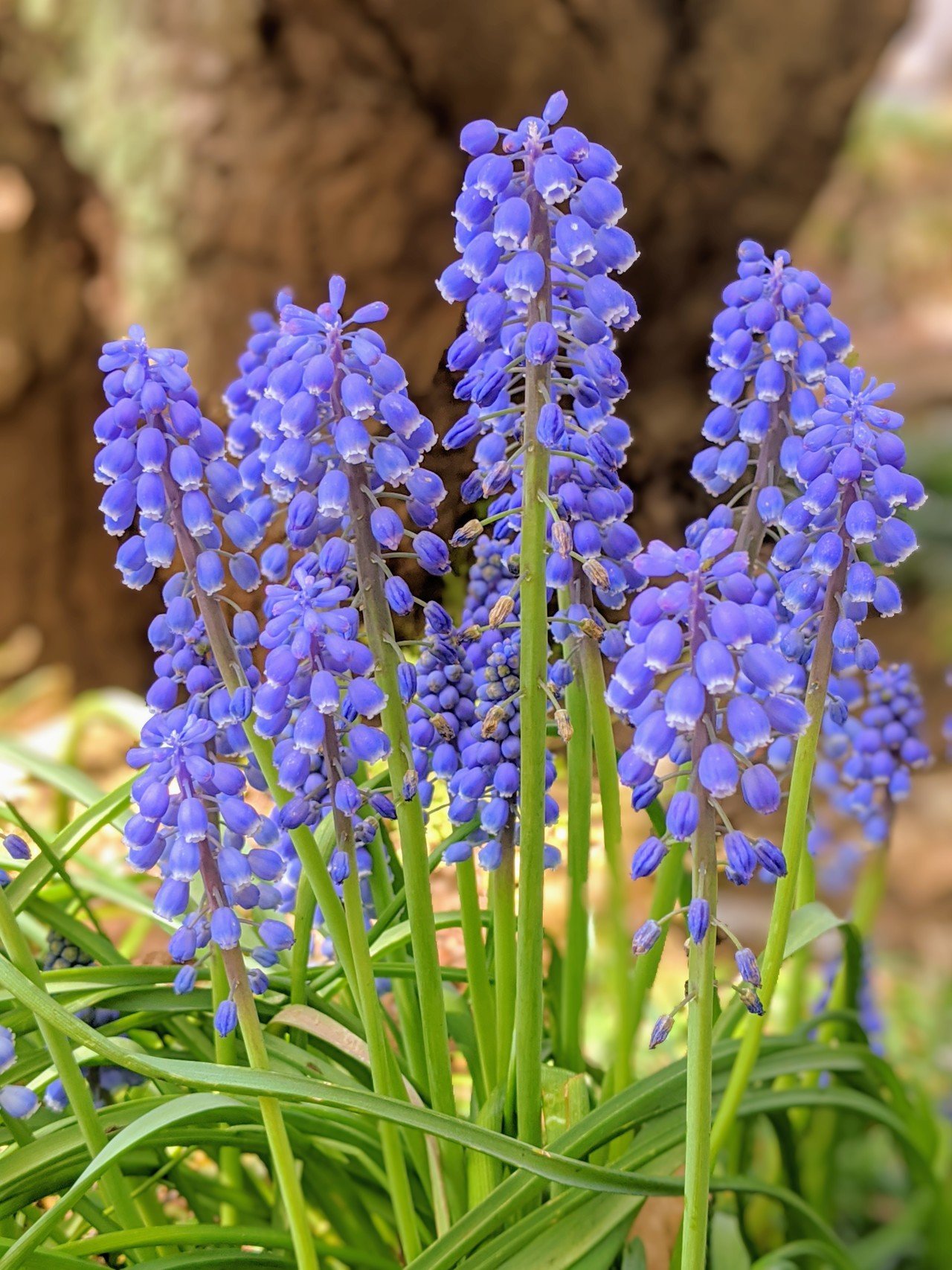 仏閣の境内で遭遇したブドウムスカリ 柘榴 Note 仏閣の境内で遭遇したブドウムスカリ 柘榴 Note