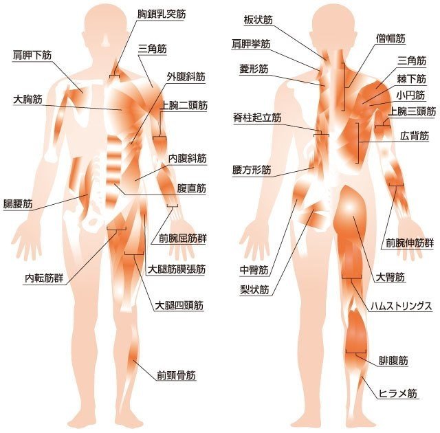 筋体積から考える 効率的トレーニング さかもと 陸上競技トレーナー Note 筋体積から考える 効率的トレーニング さかもと 陸上競技トレーナー Note
