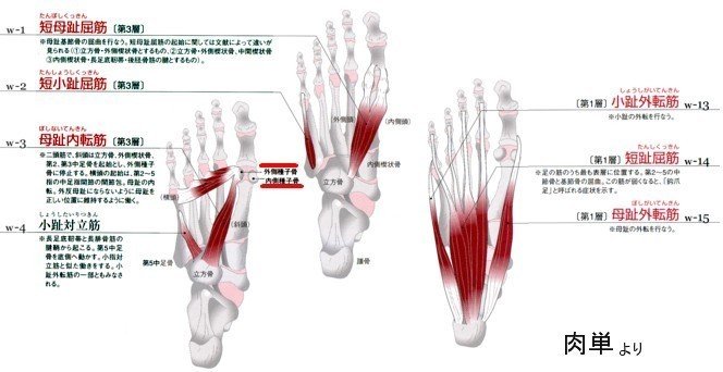 偏平足を劇的に改善させ外反母趾の疼痛を軽減させる方法 関節トレーニング 笹川 Note