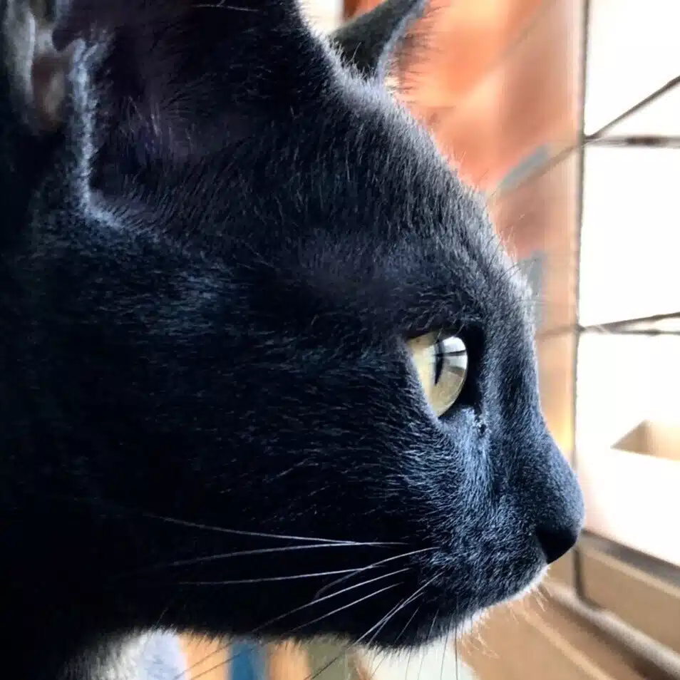 ねこりん
