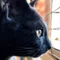 ねこりん