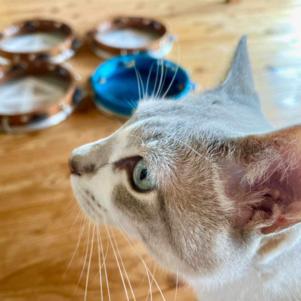 PD101というパンデイロ｜ishiken