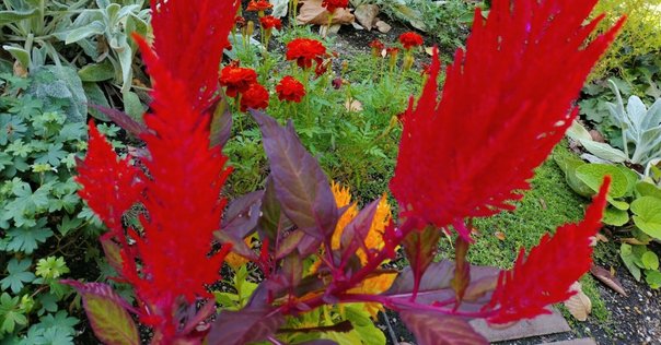 松野志保著　歌集『モイラの裔』 Amazon.co.jp: モイラの裔: 松野志保歌集 (月光叢書 4) : 松野 志保: 本