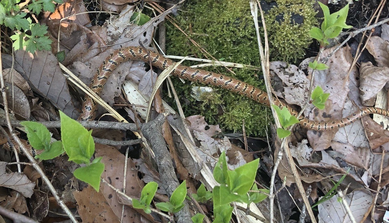 今日行った山で見つけたこの蛇さん 恥ずかしがり屋で顔は見せてくれなかったけど とてもキレイな模様 ネットで調べた感じではジムグリ蛇 が近いのかなと思ったんですが この蛇さんのお名前わかる方いますか ユウヤ Note