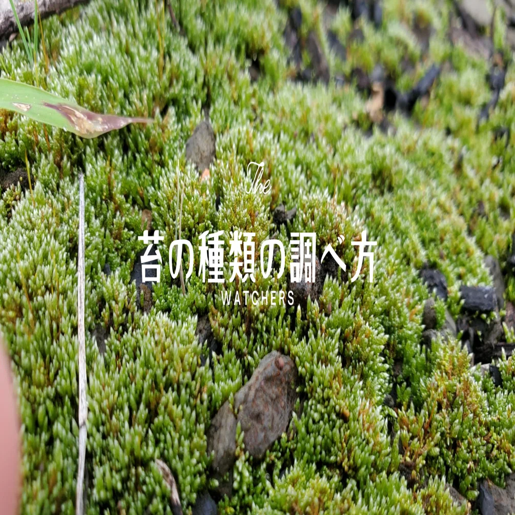 苔の種類の調べ方｜moss paradise3055（モスパラ）