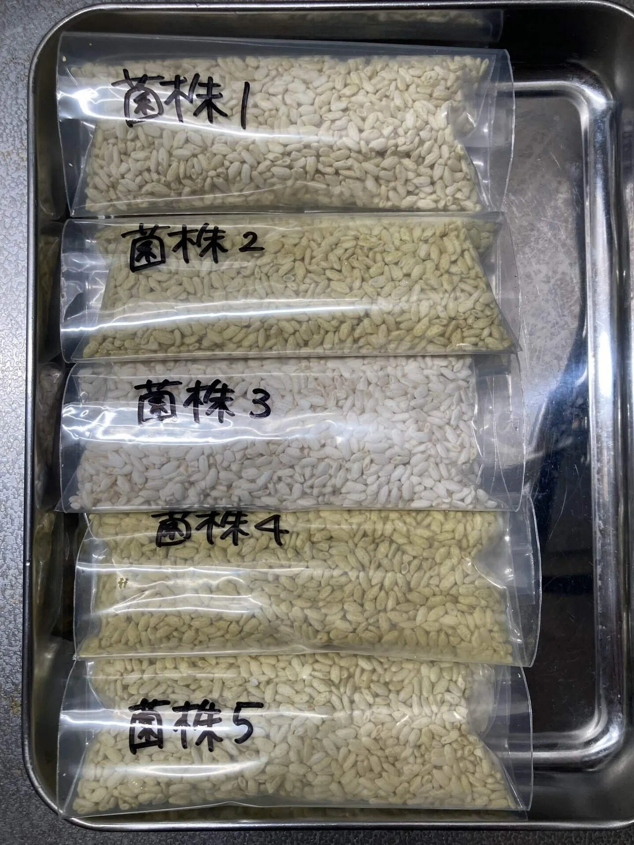 天然麹菌採取から純粋培養種麹・華麴菌誕生｜内田華子