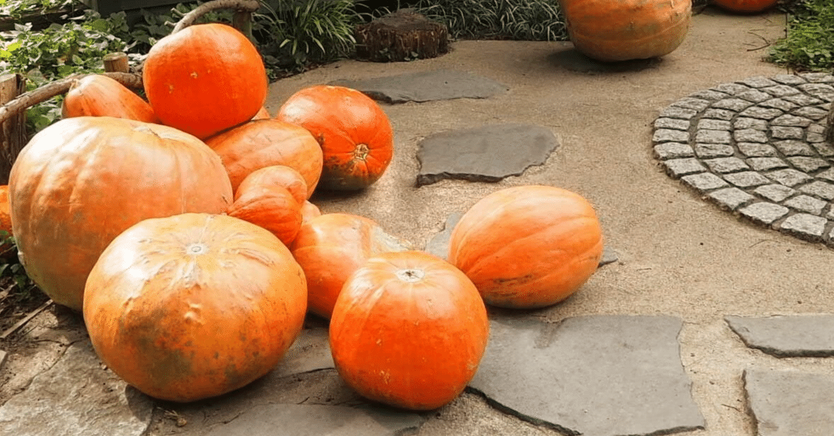 2025年、そのパンプキンスパイスはどこから来た？ 〜スタバの『あれ