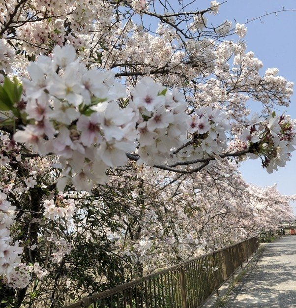 畑に隣接する小川の土手に咲くサクラ