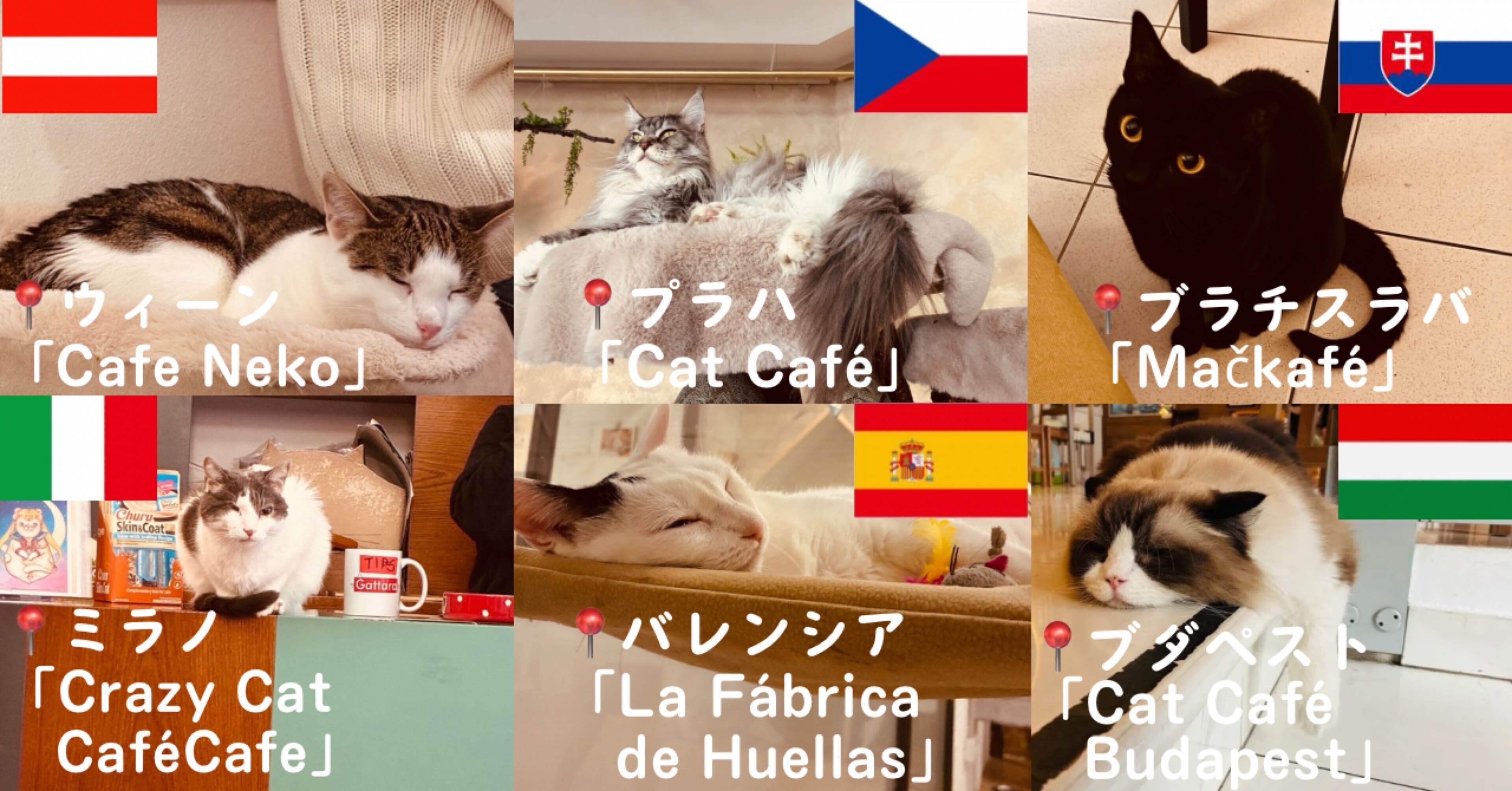 会社を辞めて旅に出て｢世界の猫カフェ」行ってみた【ヨーロッパ編