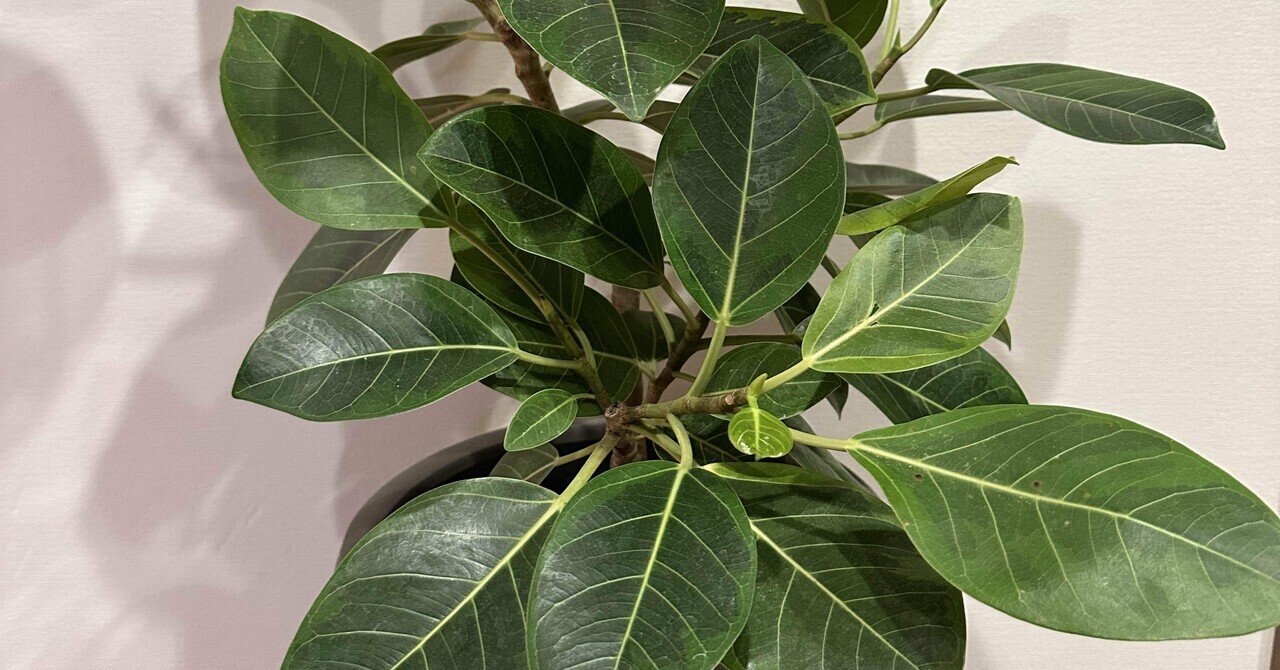 5月12日 ディッキア グラン マルニエ ホワイトフォリッジ｜himekuri365