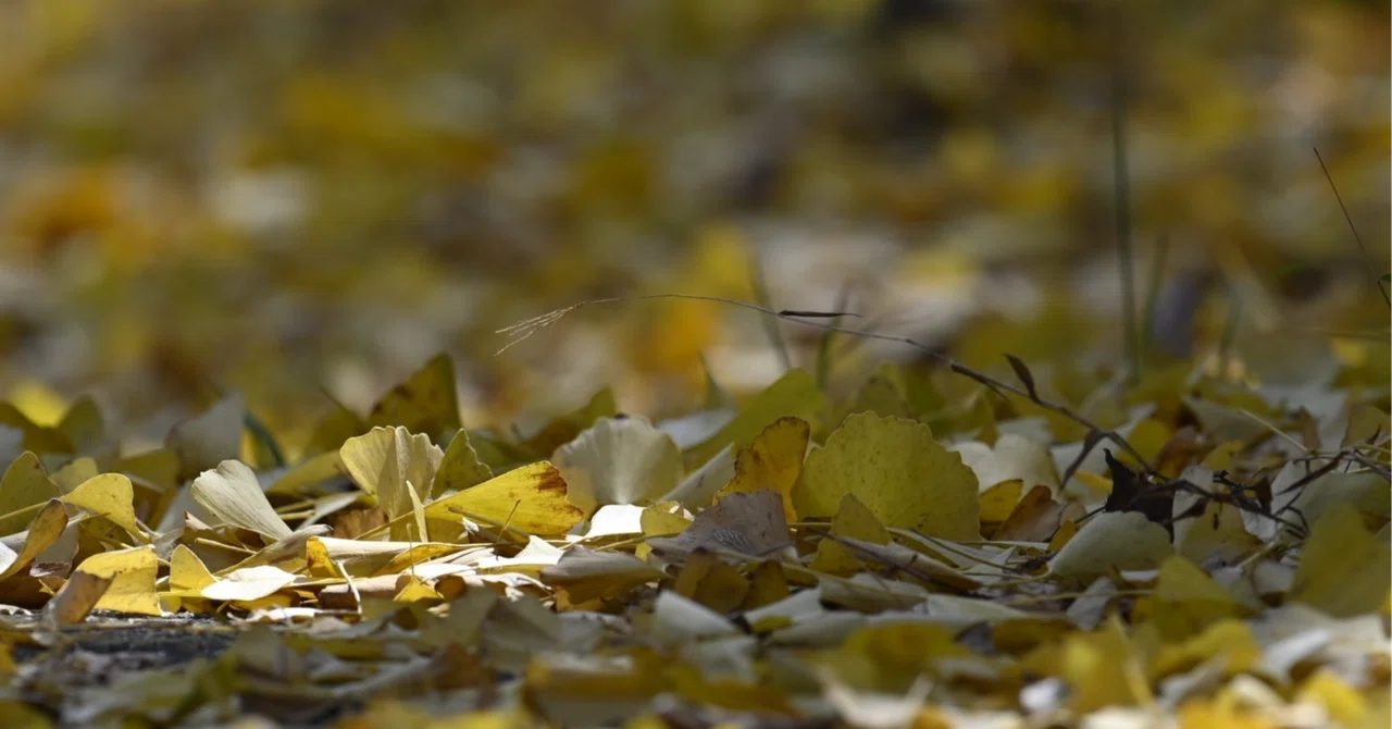 Change and Maturity: A Way of Living That Makes 'Time' Your Ally｜4.5畳の ...