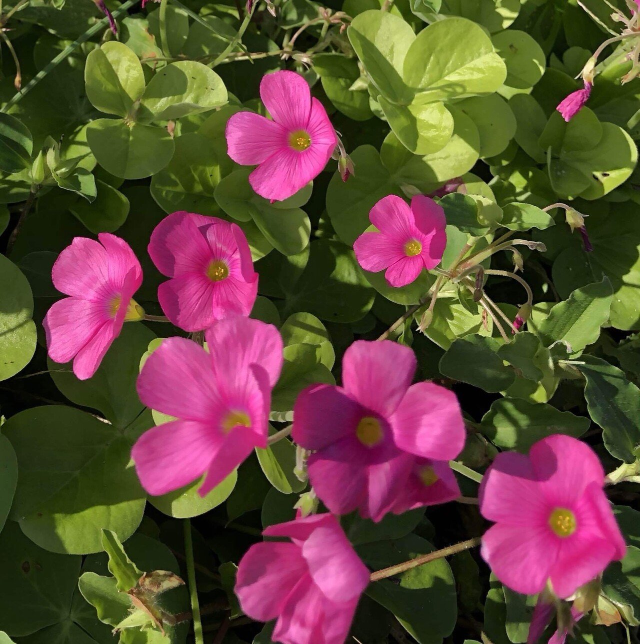 ありがとうございます😊🎶✨｜ことん．