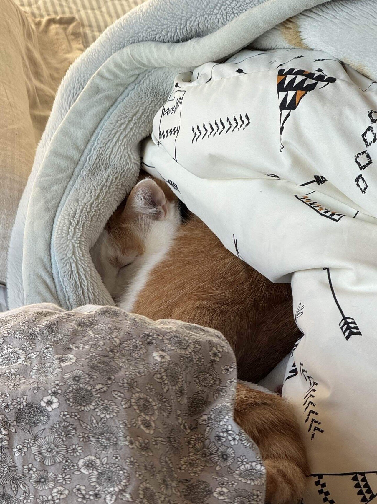 アップルパイと猫