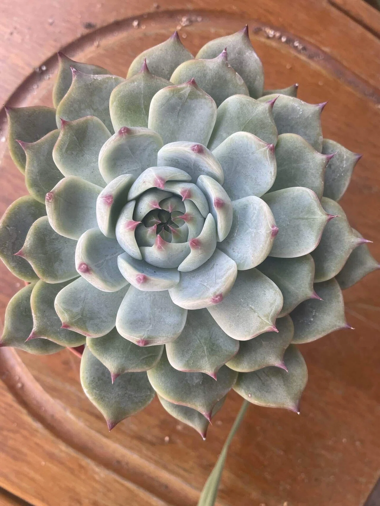 Visiting a Succulent Greenhouse Filled with Kindness and Wisdom
