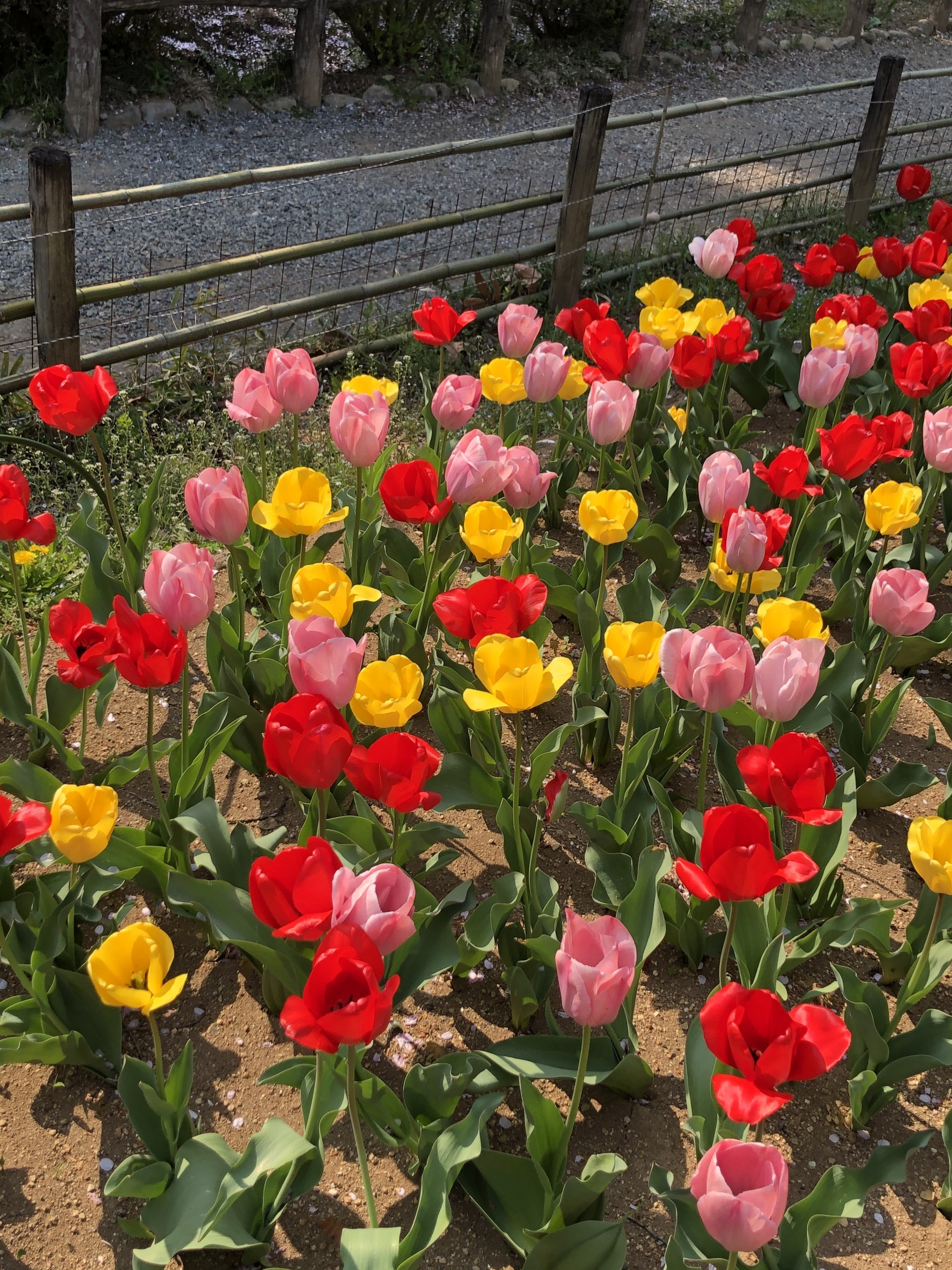 芸術を愛でる会