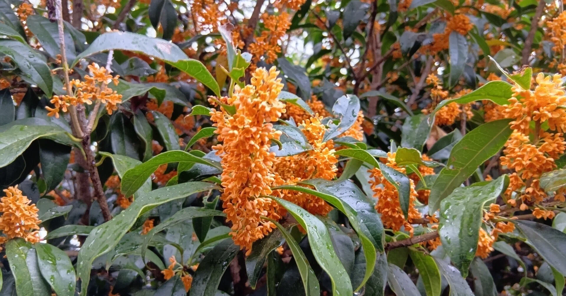 金木犀 大樹あり、茂みあり、お茶も｜haruka