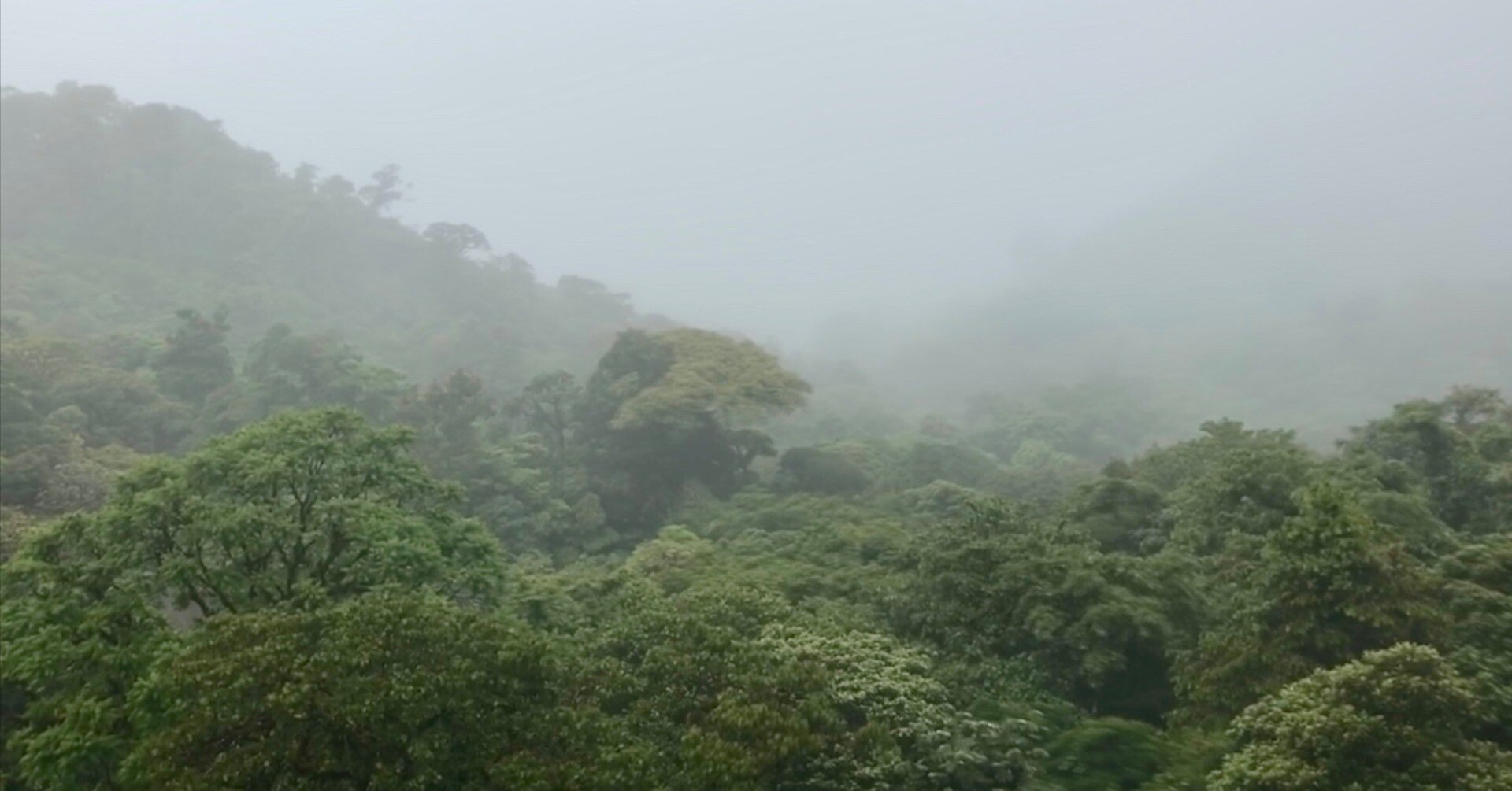 コスタリカ紀行 モンテベルデ｜信也＠PuraVida