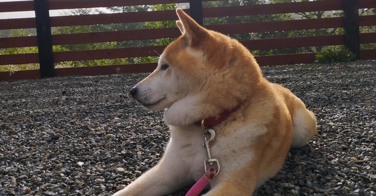 Changes in Shiba Inu Winter and Summer Coats!?｜ichi_coco