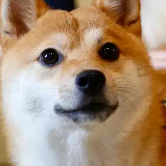 モノ選びの達人