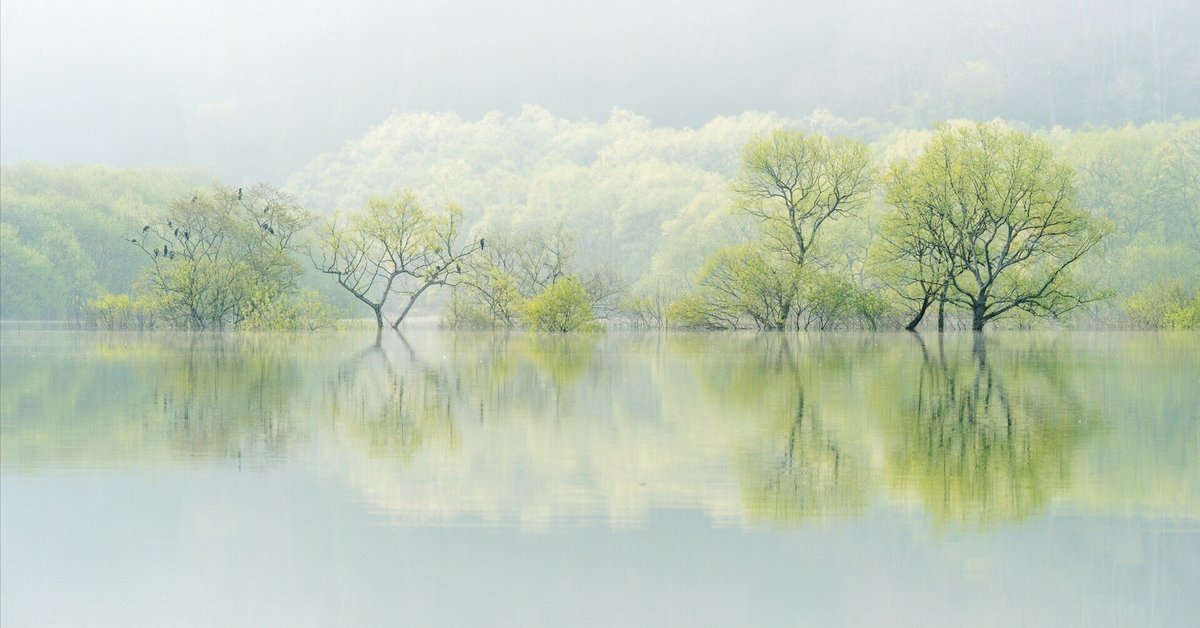 森の沈黙から始まる — Forest of Misty Vision｜小関一成