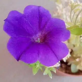 なおこ☆自然体