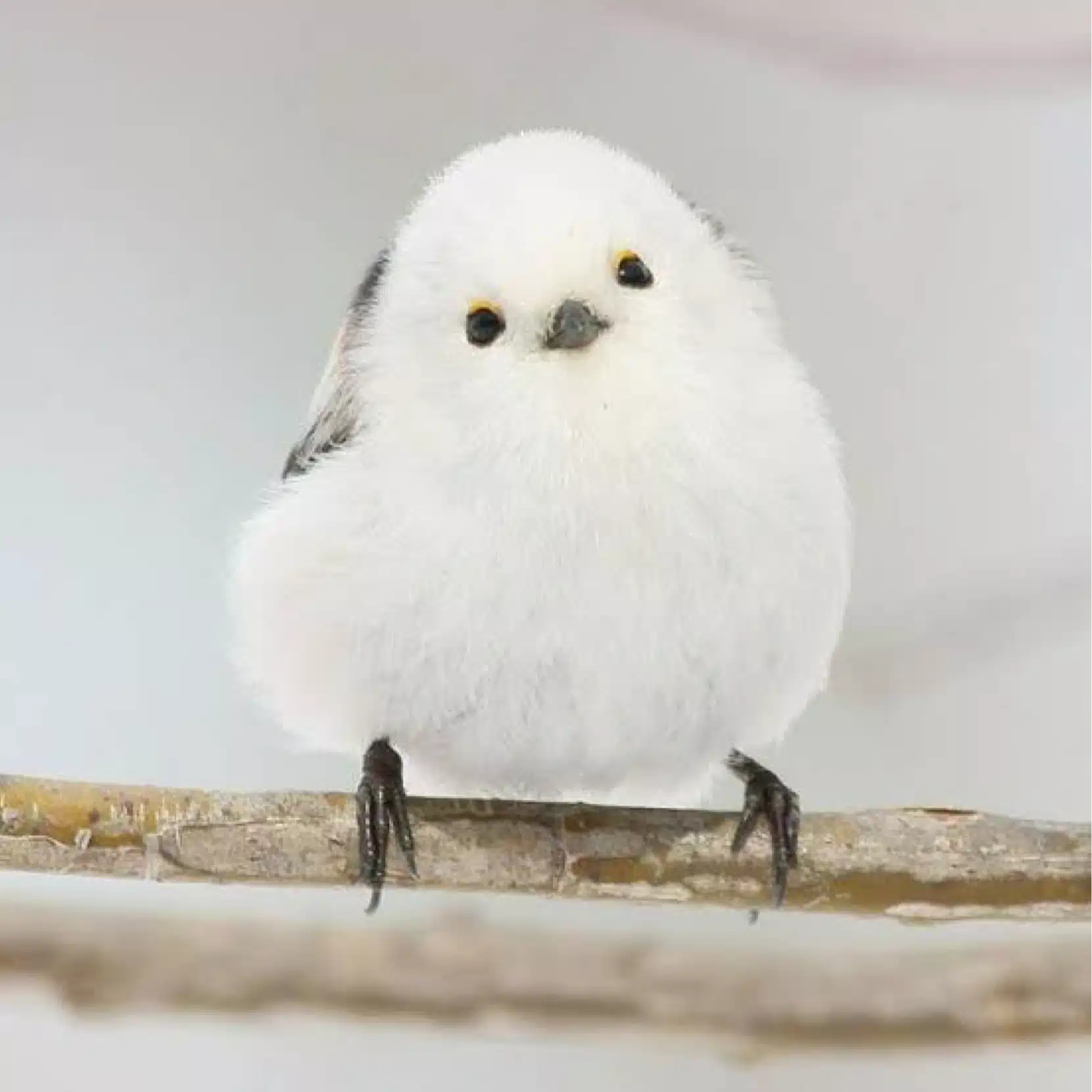 もも
