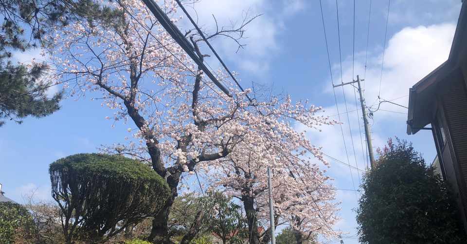 春と自然を感じた散歩 じょっこー Note