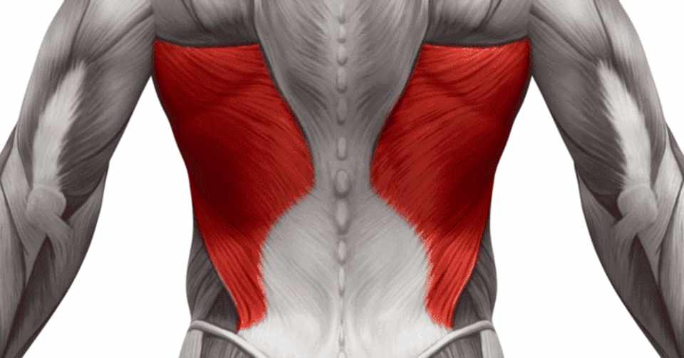 広背筋のトレーニング しょー 医療系 筋トレ ランナーnote Note