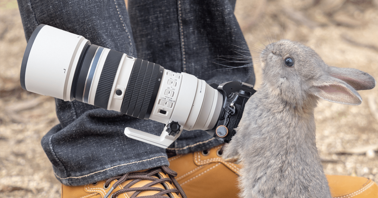 大久野島でウサギ撮影│50-200mm F2.8│OM SYSTEM｜もみじ卍ゅう/写真