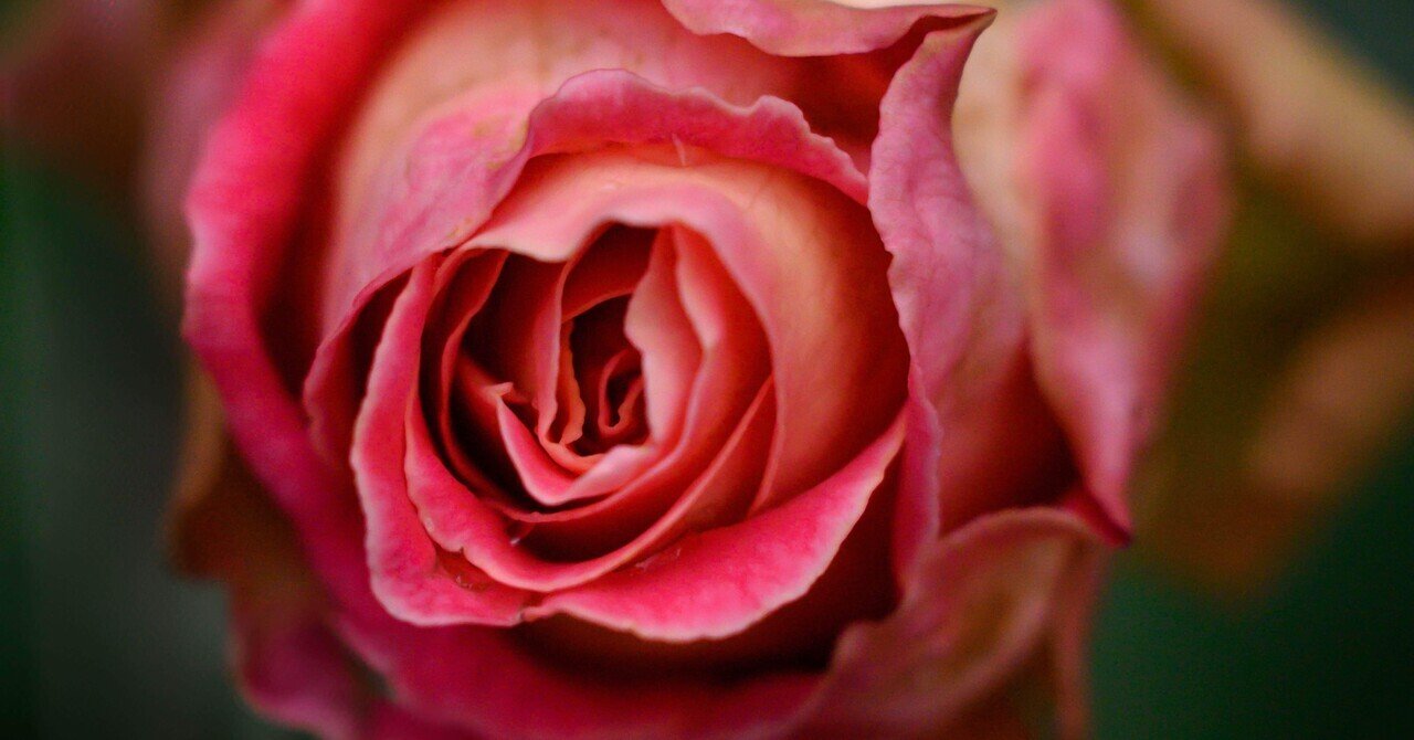 薔薇生花 9月長月様 薔薇生花 9月長月様