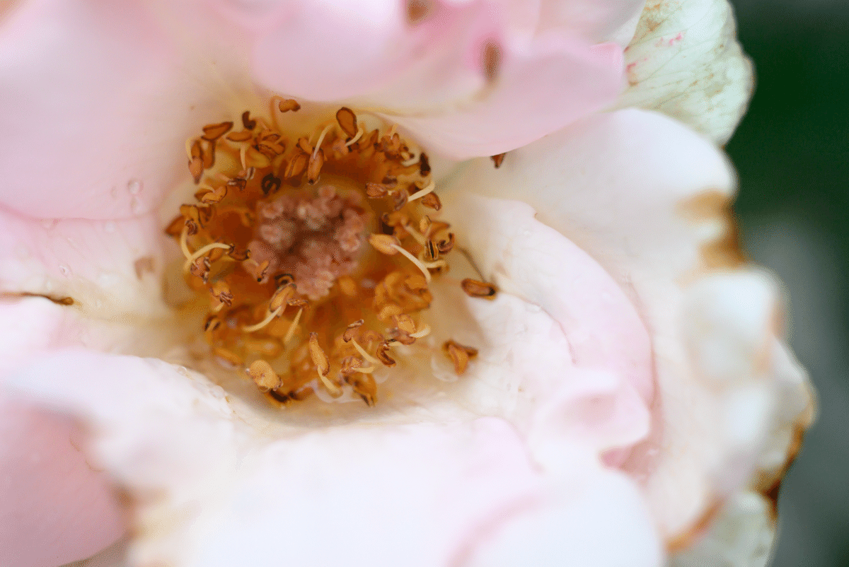 秋薔薇　ページ hqdefault.jpg