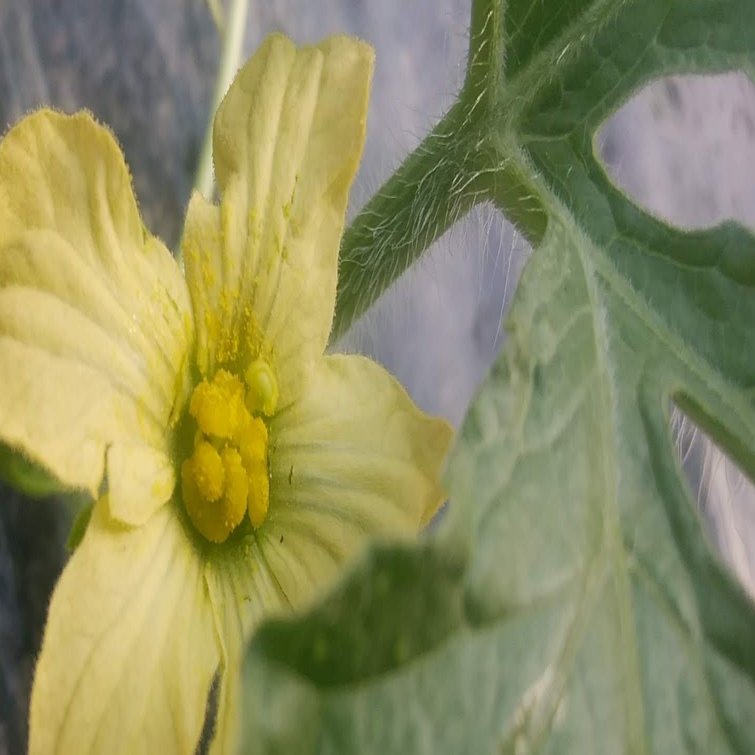 スイカの交配始めました オオハラケイ 鳥取で新規就農 Note