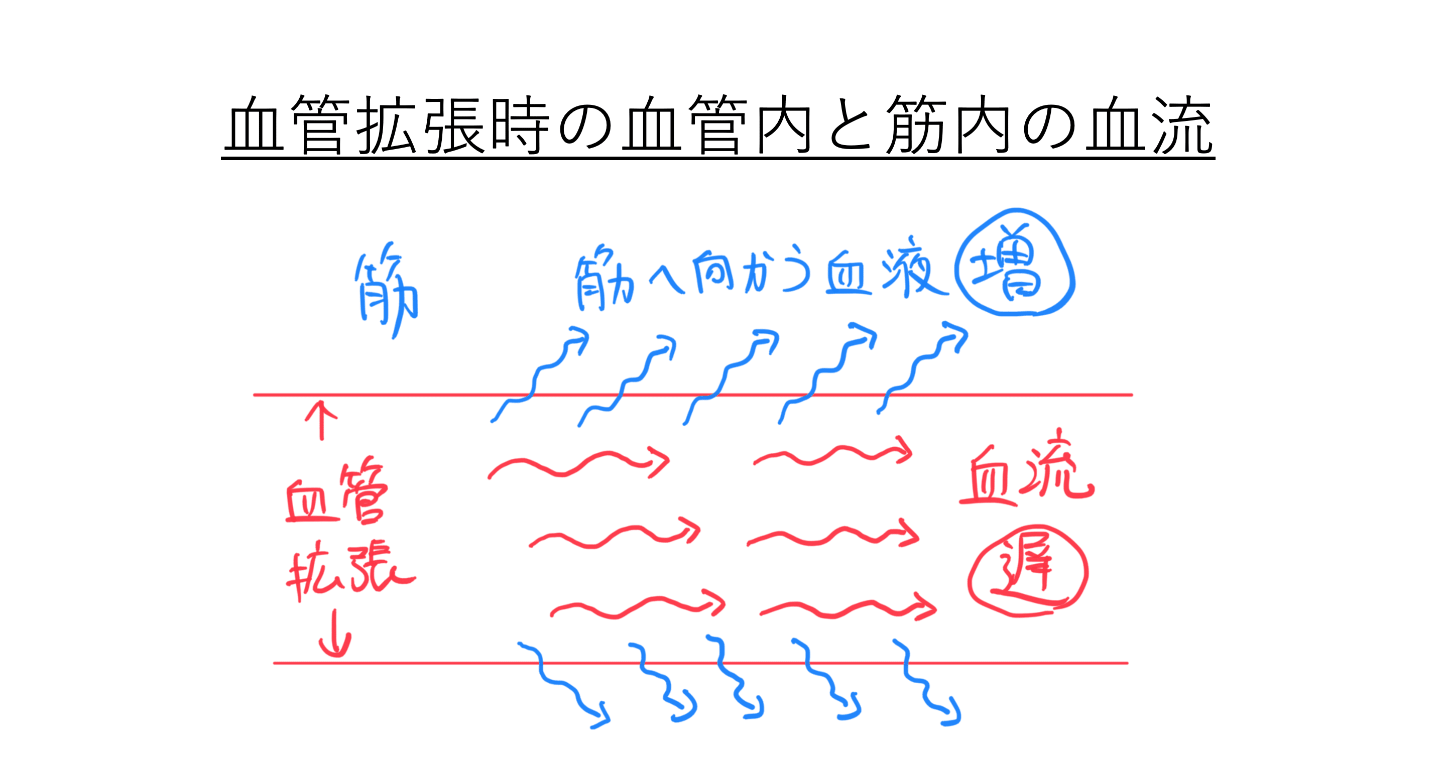 運動時の筋血流と交感神経 アレルギーとたたかう理学療法士 及川文宏 Note