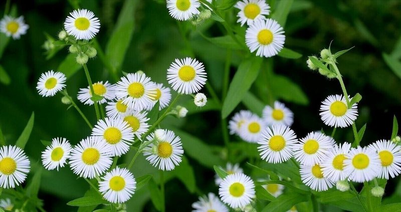 山野草 希少白花 タッタソウ 15A 山野草 希少白花 タッタソウ 15A 山