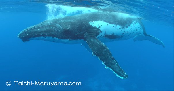 ガゾーズ】「空飛ぶクジラ」の画像からピックアップ｜UKI Hajime（宇城
