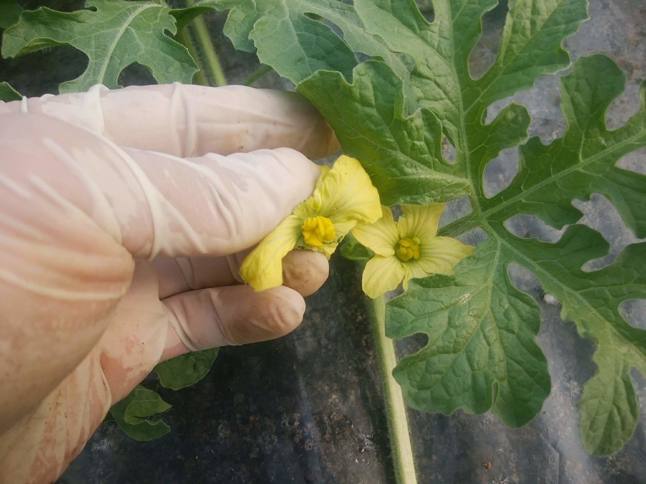 スイカの交配始めました オオハラケイ 鳥取で新規就農 Note スイカの交配始めました オオハラケイ 鳥取で新規就農 Note