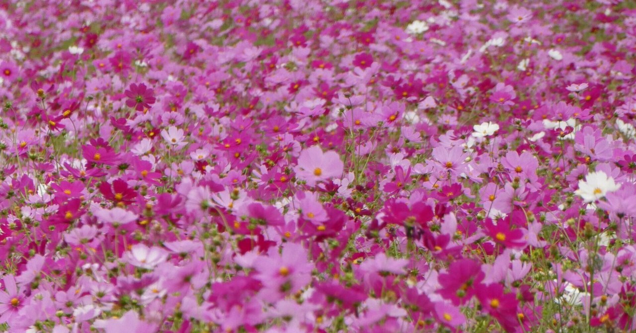 写真】笠岡ベイファームのコスモス【LUMIX TZ99】【2025.10.25